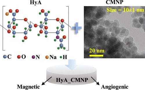 El hidrogel de ácido hialurónico (arriba a la izquierda) incrustado en nanopartículas de óxido de hierro recubiertas de curcumina (arriba a la derecha) es tanto magnético como angiogénico (abajo)