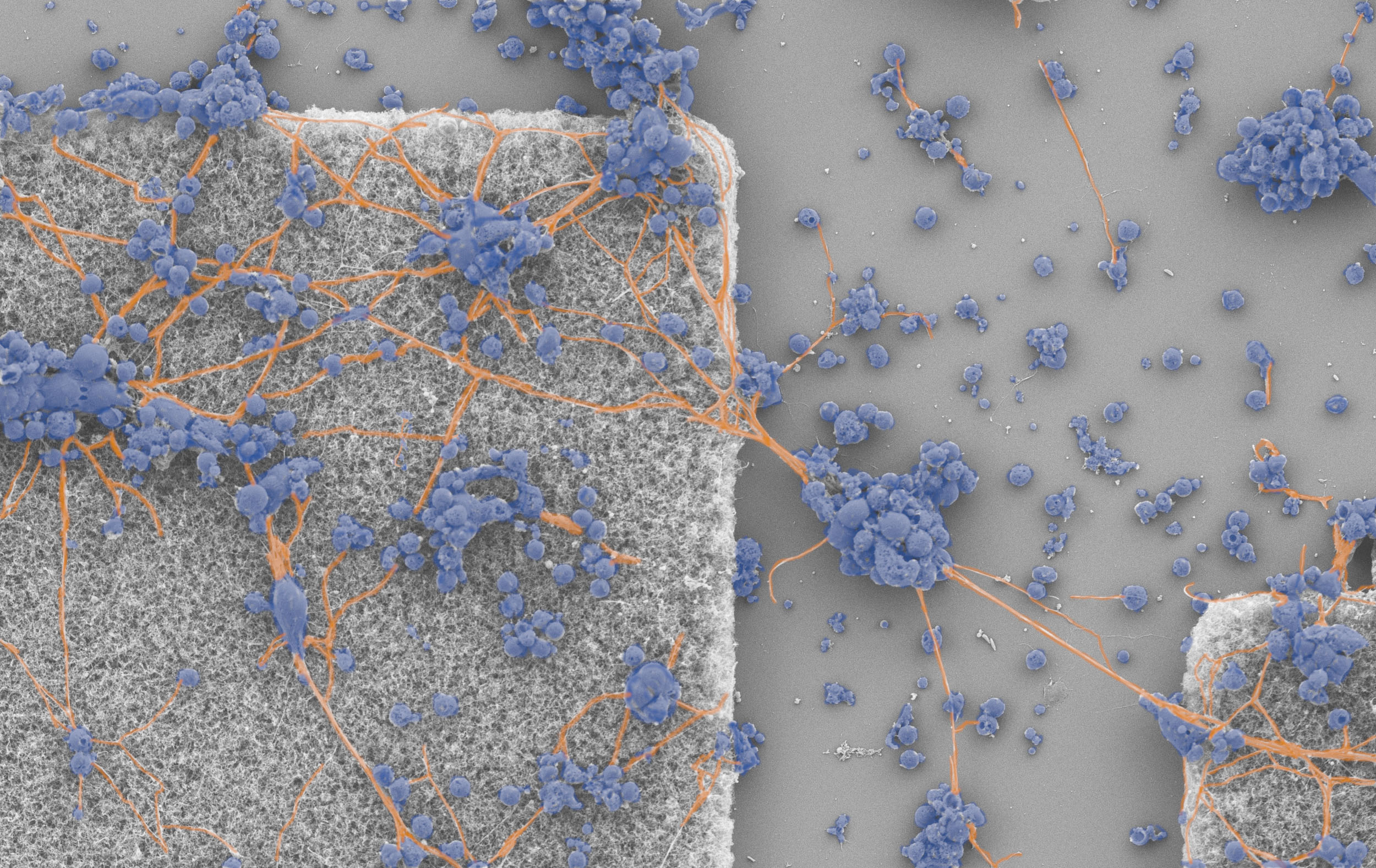 Mouse retinal cell network extends across carbon nanotube forests