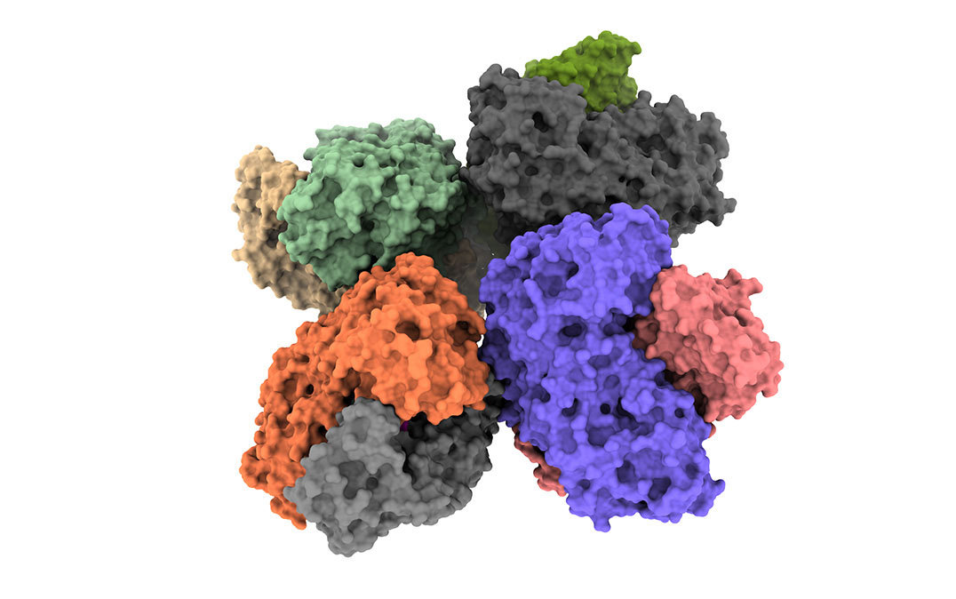 the phosphoketolase enzyme