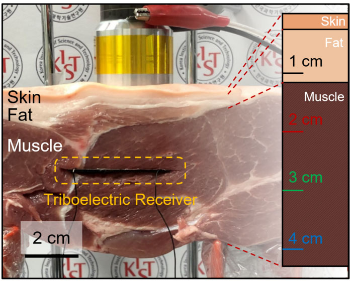 Wireless acoustic energy transfer into implantable devices within pork (skin and flesh) as a substitute for the human body