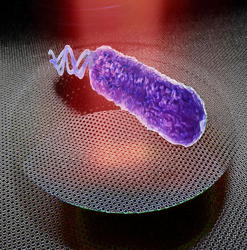 Artist’s impression of a graphene drum detecting nanomotion of a single bacterium