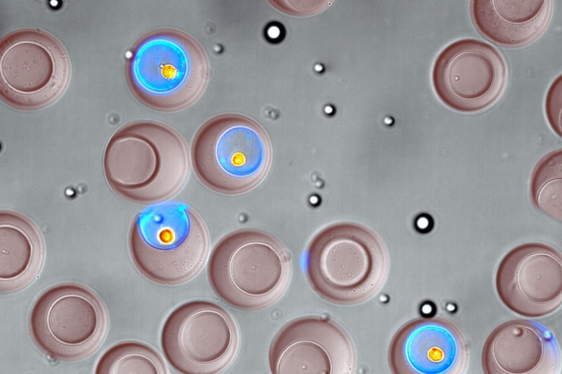 selecting cells with nanovials