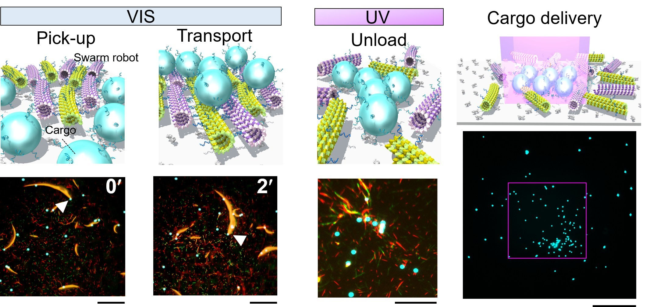 Schematic illustrations of cargo transport by a swarm of molecular robots