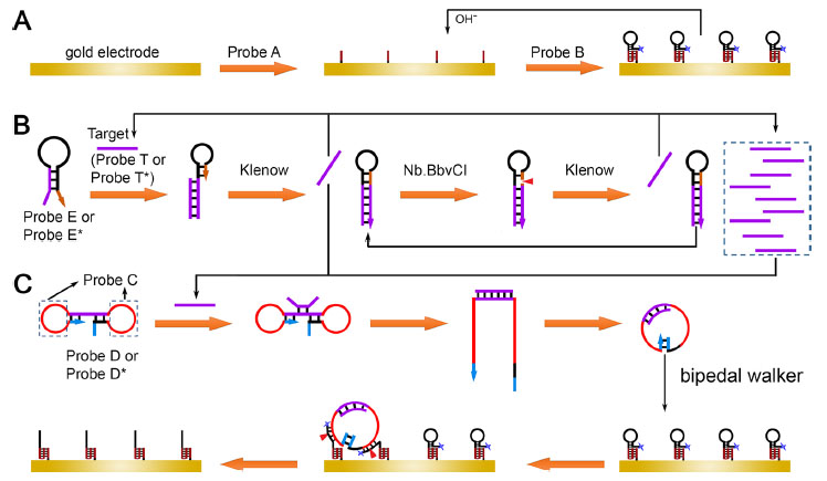 Illustration of the electrochemical sensing strategy based on looped bipedal DNA walking