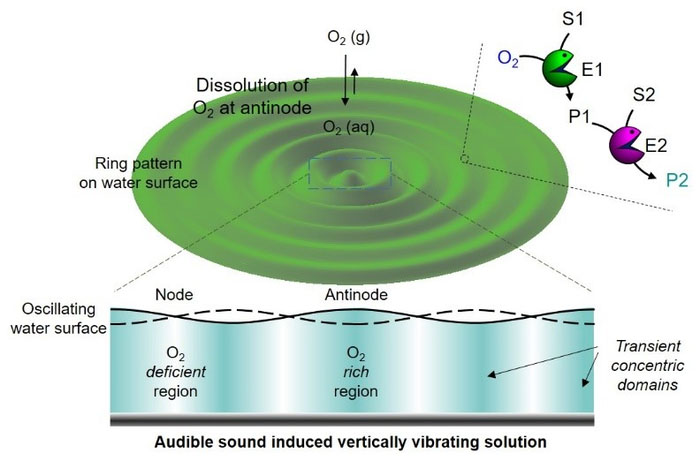 Audible sound-induced generation of transient domains and spatiotemporally controlled cascade reaction networks