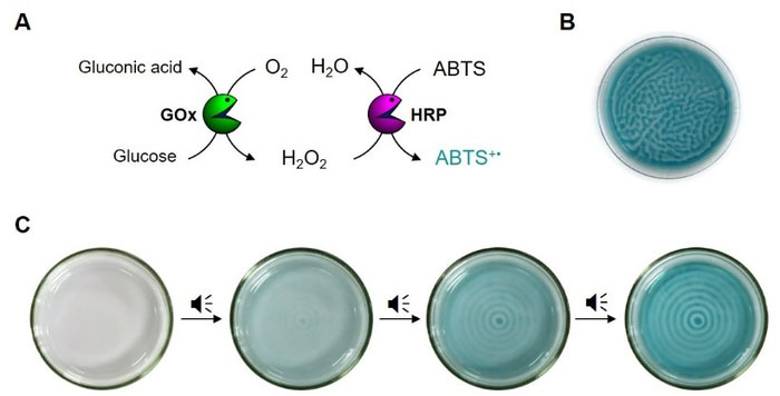 Audible sound-mediated spatiotemporal control over glucose/GOx/HRP/ABTS cascade reaction