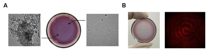 Audible sound and enzyme-mediated spatiotemporal control of gold nanoparticle assembly