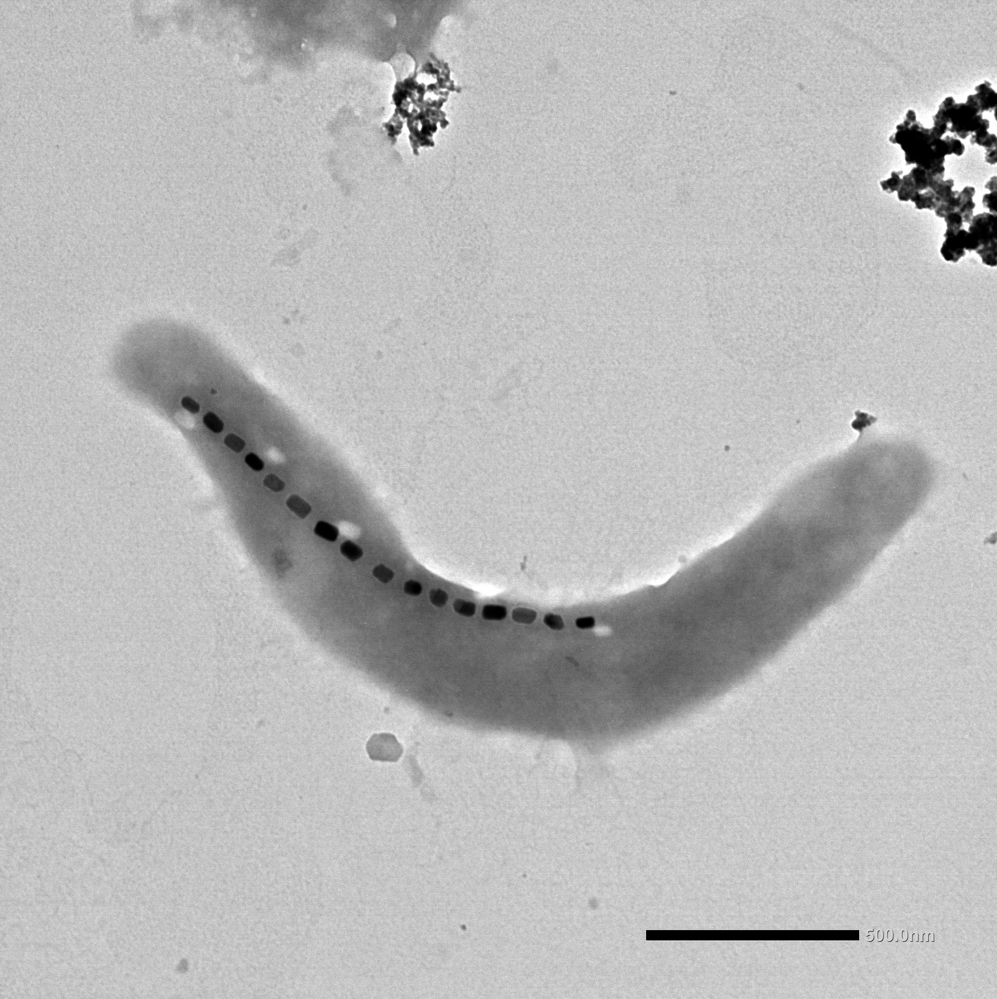 TEM image of a M. blakemorei MV-1 bacterium with several magnetic nanoparticles forming a chain-linke structure