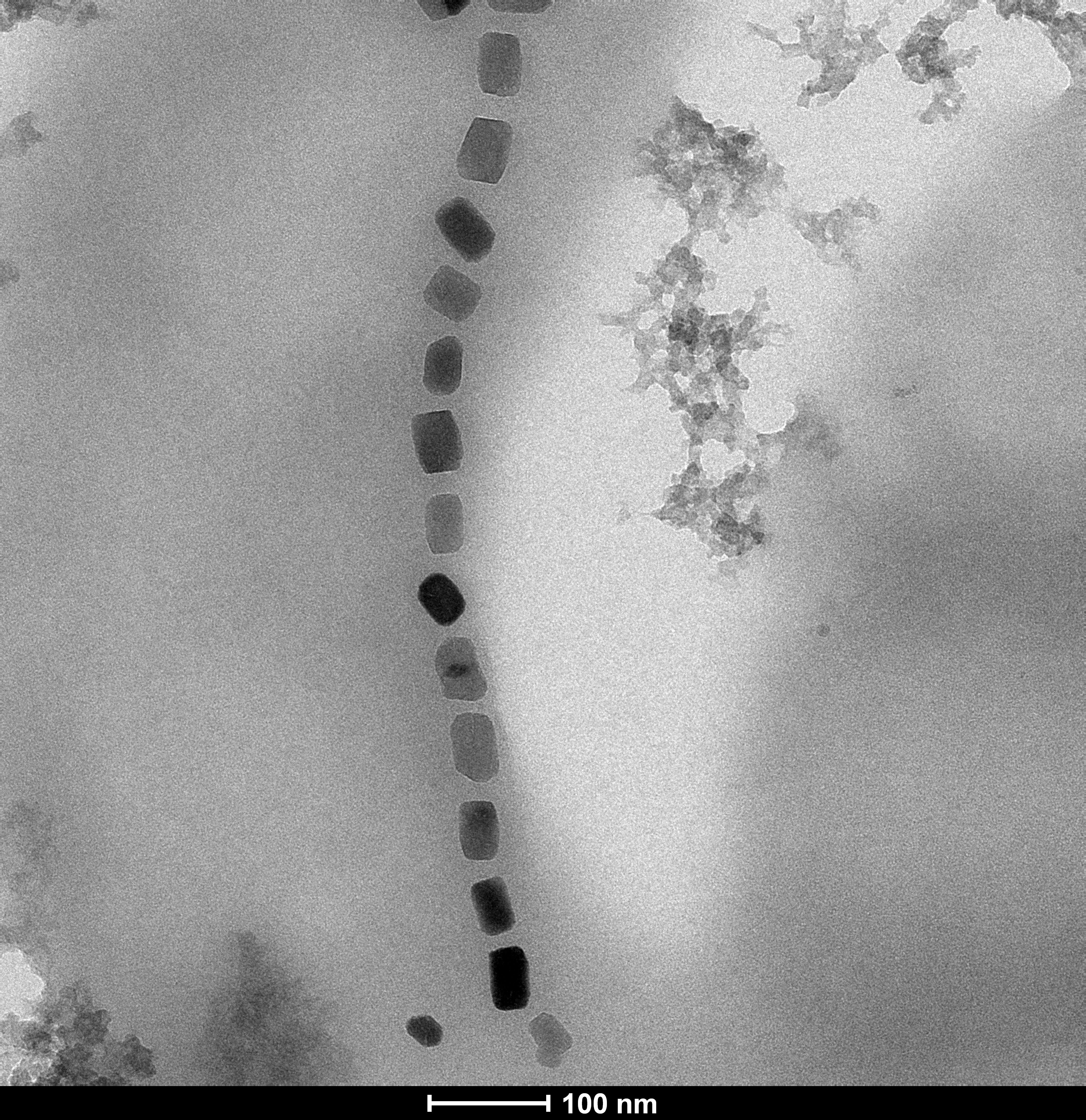 nanoparticles seen in a TEM image