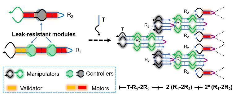 Representación esquemática de la ruta y el patrón de dos robots de ADN inteligentes que se precipitan hacia una amplificación no lineal sin fugas en respuesta a un disparador