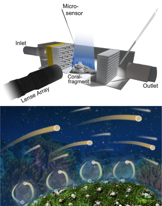 A special camera records how oxygen sensitive particles flow past the coral surface