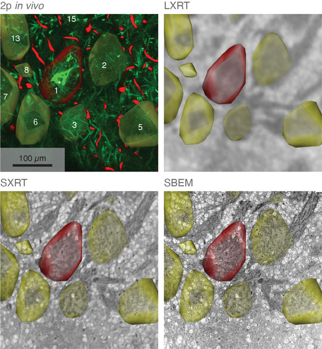 Mouse olfactory bulb glomerular layer
