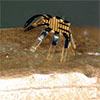 Tiny robotic crab is smallest-ever remote-controlled walking robot (w/video)