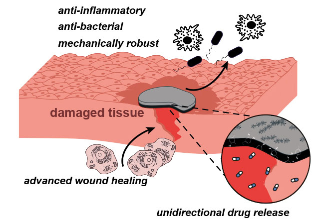 Schematic representation of the most important functional principles of a film for woundhealing