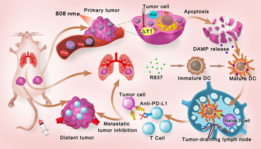 Schematic diagram of nanomaterials for photoimmunotherapy of breast cancer