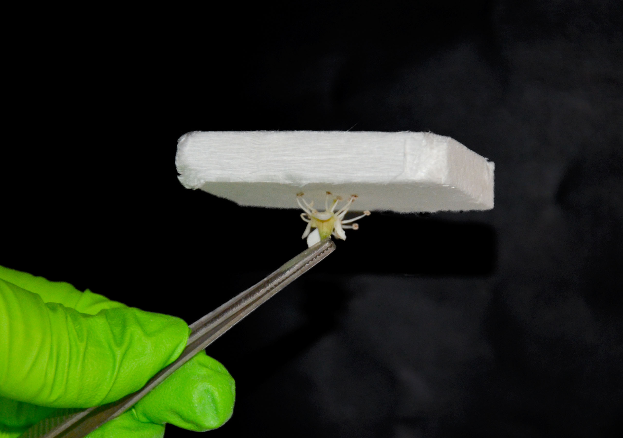 A close-up of wood aerogel for insulation