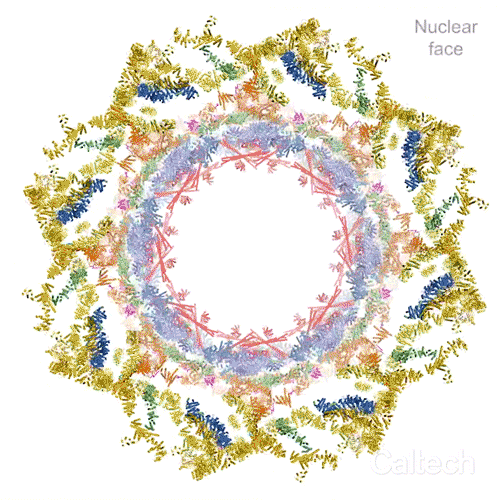 nuclear pore complex expands and contracts