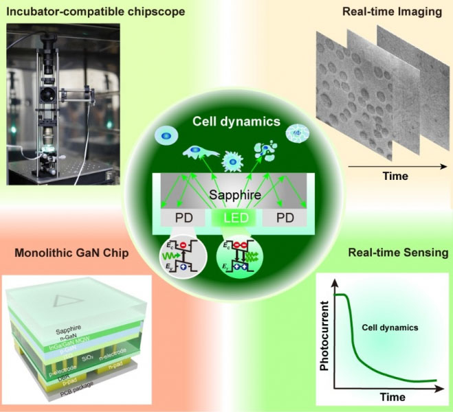 Photonic Chipscope for Label-Free Monitoring of Live Cell Activities