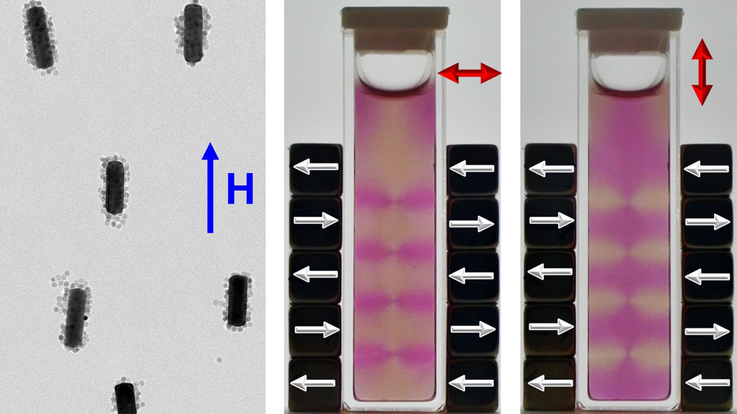 Micrografía electrónica de nanobarras de oro recubiertas con nanopartículas de óxido de hierro y alineadas en un campo magnético