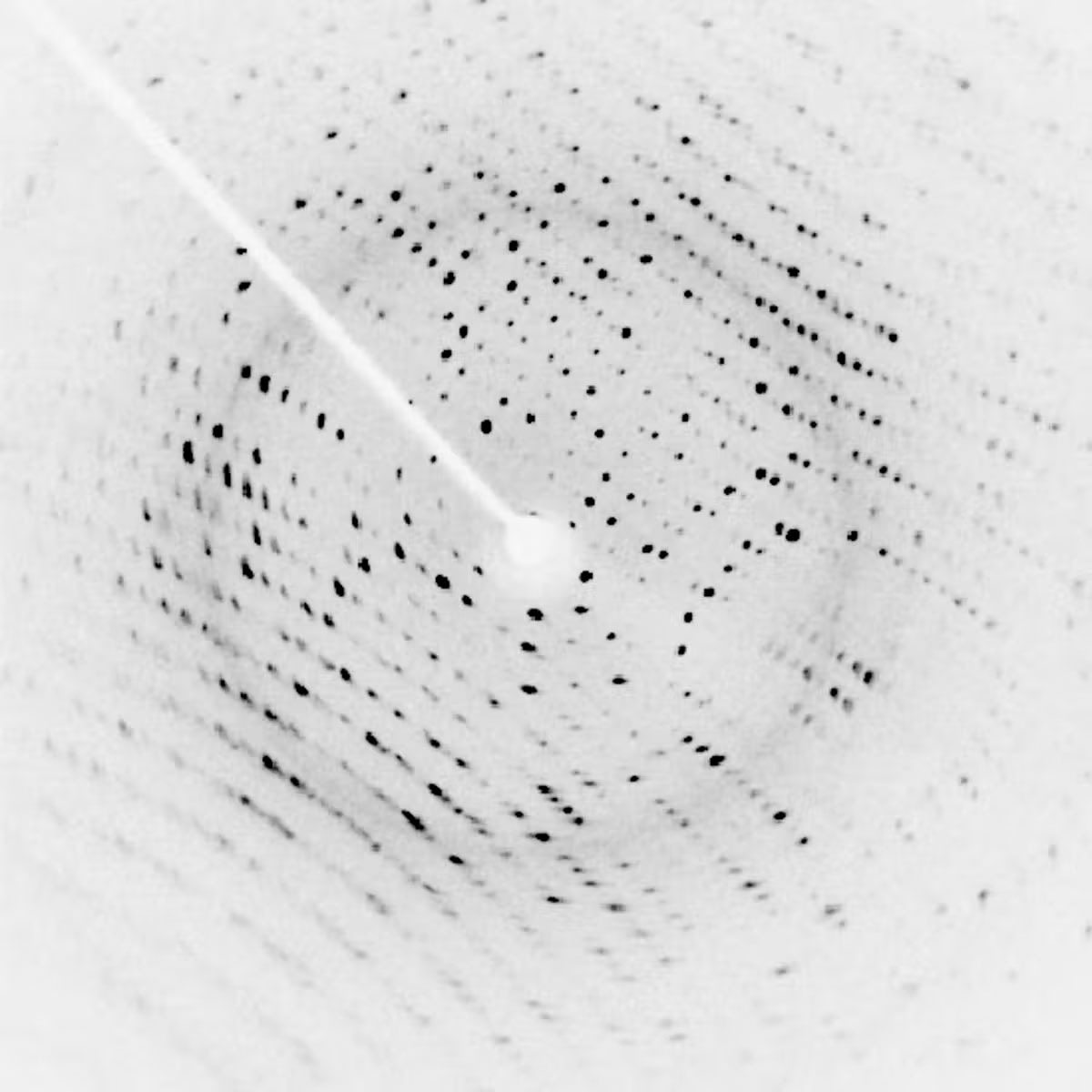 A scattering of black dots on a white background
