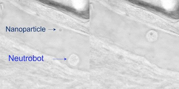 A laser precisely guided a 'neutrobot' toward a nanoparticle (left image), which was picked up and transported away (right image)