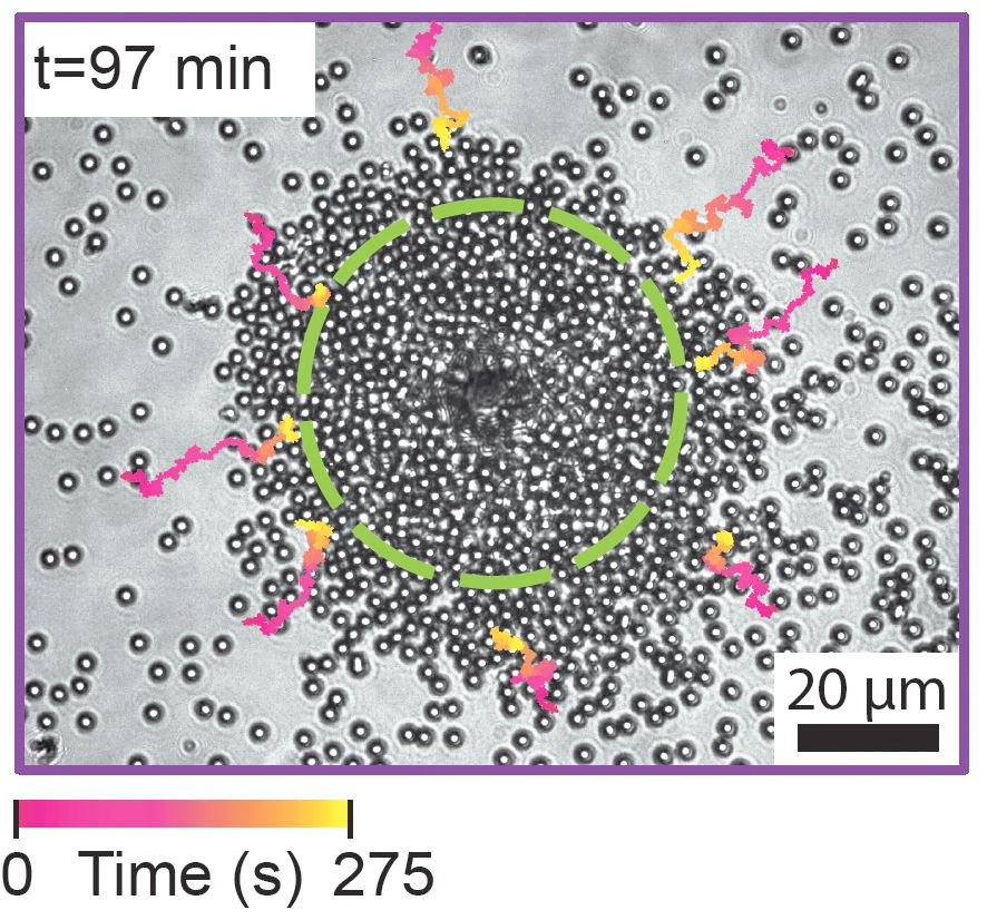 Microparticles clustering around a Janus particle