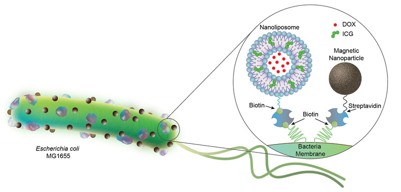 Bacterial biohybrids carrying nanoliposomes and magnetic nanoparticles