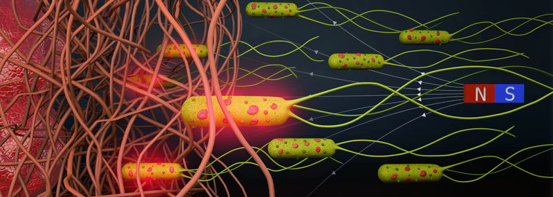 Schematic showing bacterial biohybrid microrobots magnetically guided through fibrous environments