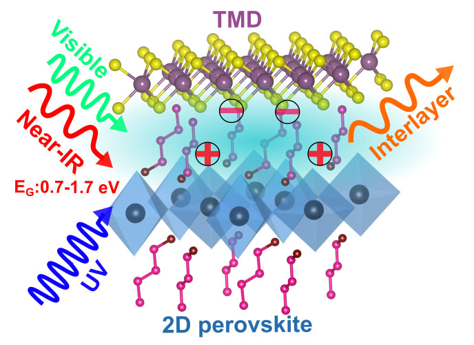 The interface of 2D perovskites with TMDs can lead to new properties - broadband light absorption and emission, and enhanced charge separation across the interface