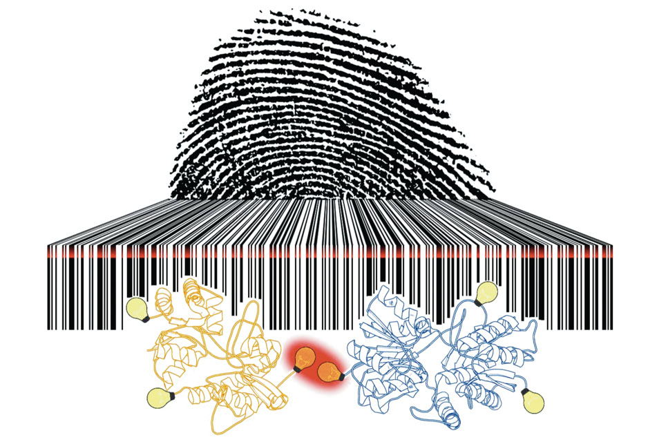 The photoswitching rates of fluorescent dyes are as unique as a fingerprint and as readable as a barcode