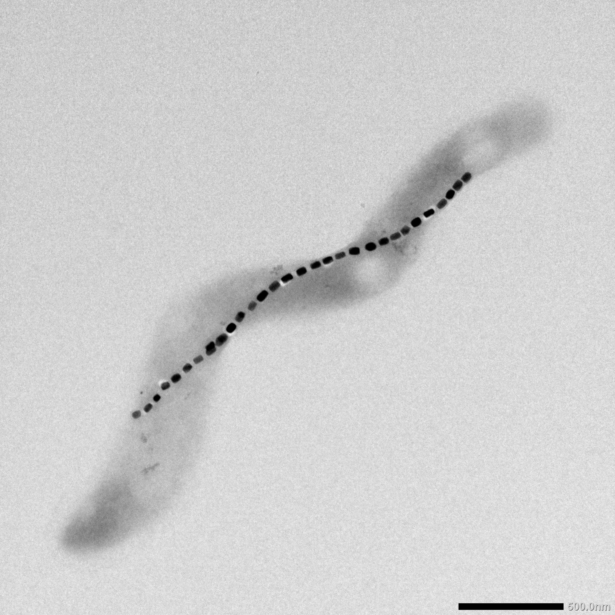 Image of a magnetotactic bacteria