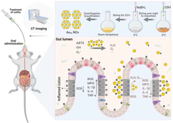 Synthesis of Au25 nanoclusters and the treatment process for colitis in mice