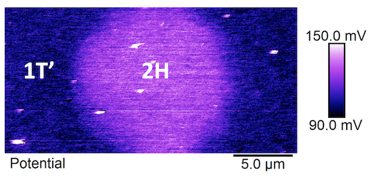 An image from a Kelvin probe force microscope shows the electronic potential distribution across the metallic and semiconductor phases of MoTe2