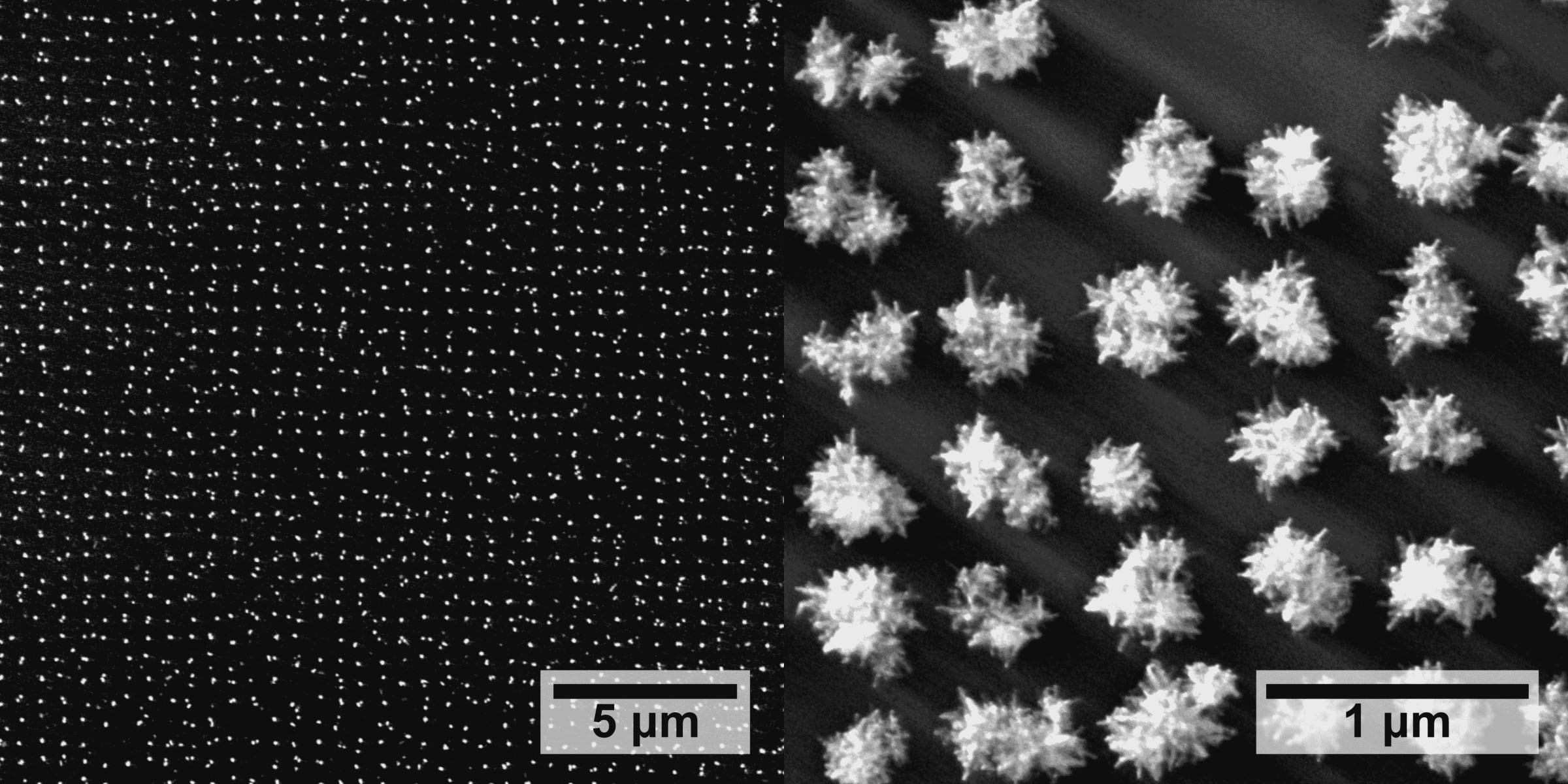 SEMs of plasmonic arrays grown in situ.of gold nanoparticles