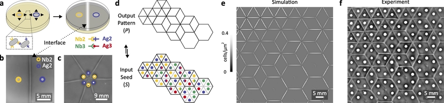 Swarming E. coli expressing heterophilic synthetic cell–cell adhesins form programmable interfaces, which enables complex tessellation and tiling patterns at the tissue-level scale