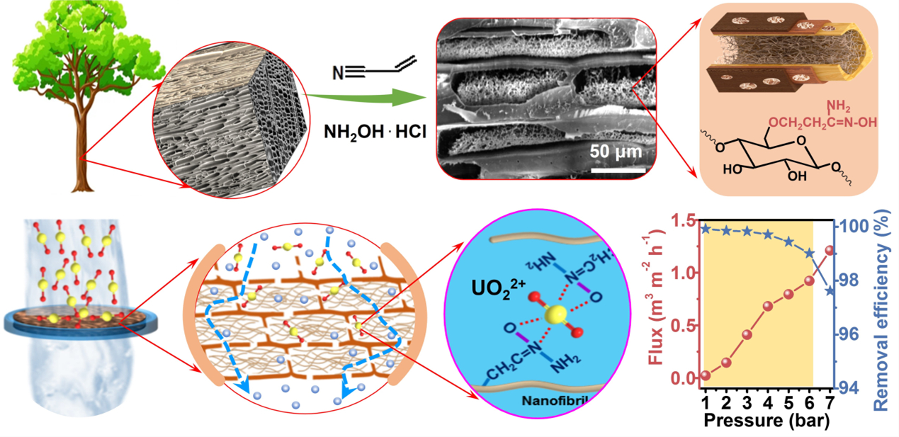 Encapsulating amidoximated nanofibrous aerogels within wood cell tracheids for efficient adsorption of uranium ions through cascading filtration