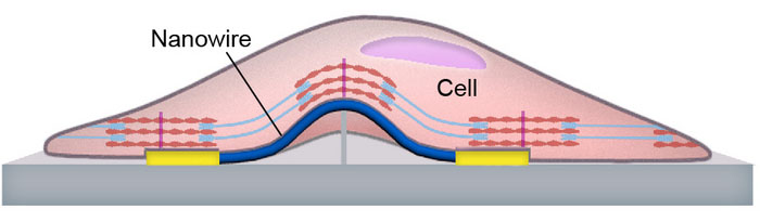 Schematic of sensor structure and cell-sensor interface