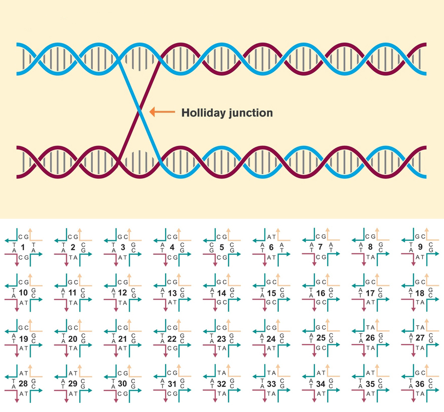 genetic recombination or DNA repair