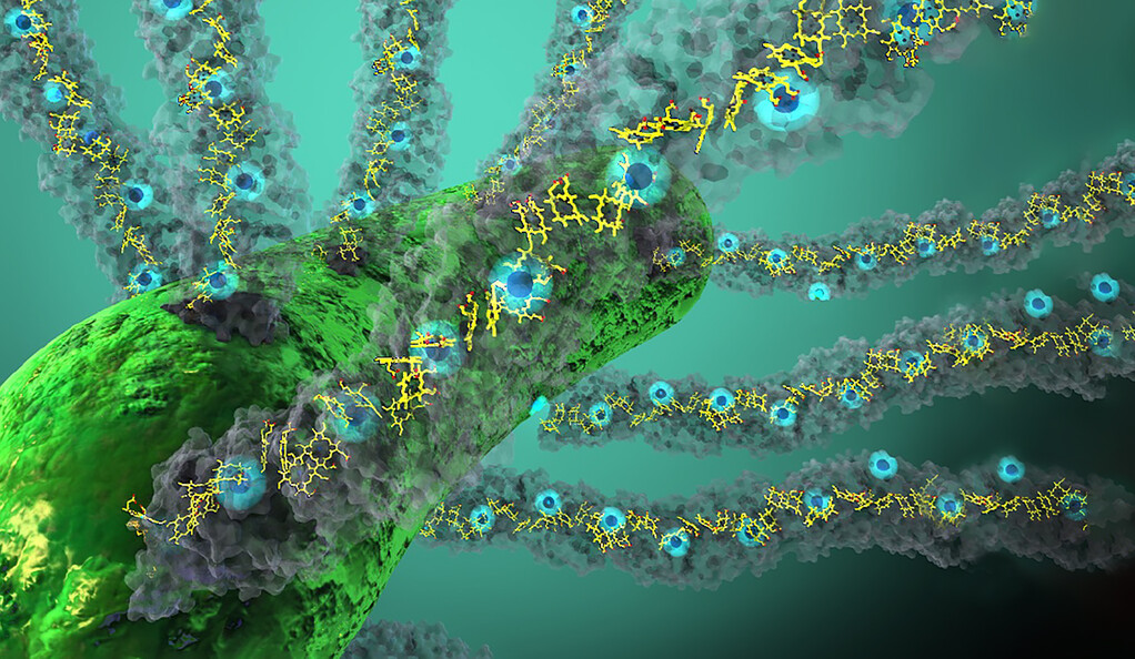 Bacteria producing nanowires made up of cytochrome OmcS