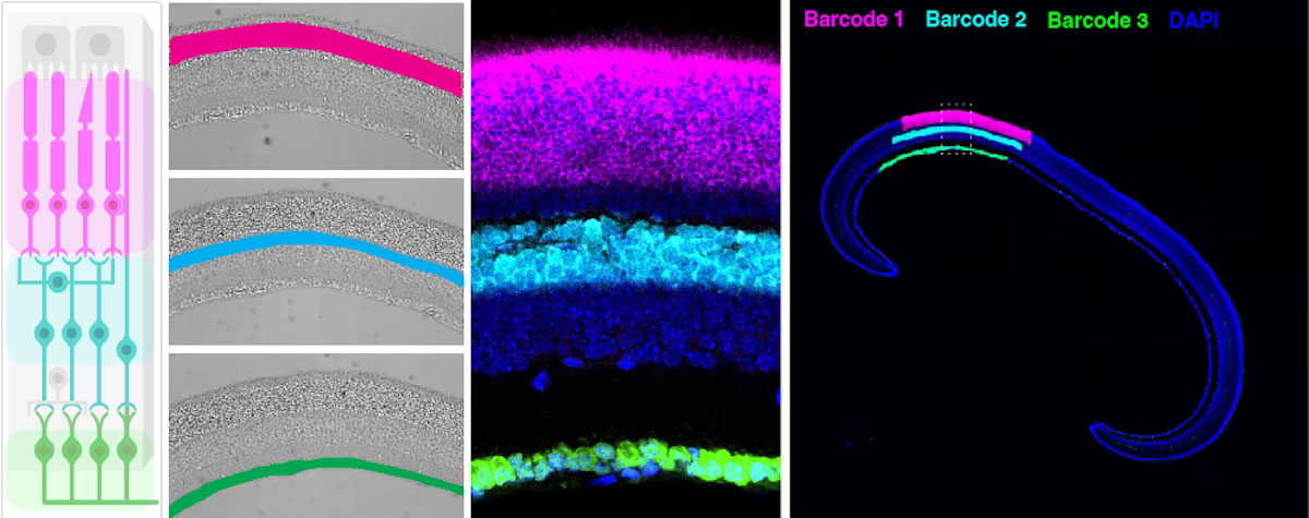 DNA barcoding distinct layers of the mouse retina
