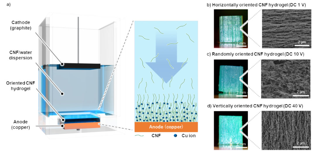 Formation of oriented CNF hydrogel