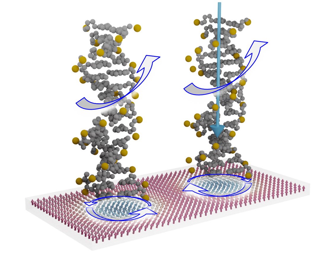 Two chiral molecules on chiral spin structures in a magnetic thin film