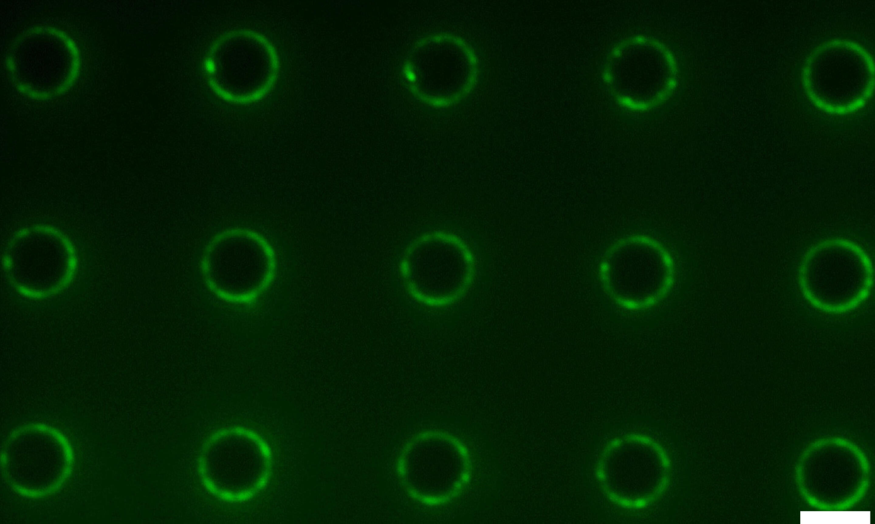 Fluorescence image of amphiphiles concentrated at the edges of micropillars on a microstructured surface