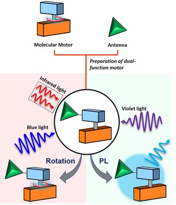 dual-function motor prepared by chemically attaching an antenna to a molecular motor