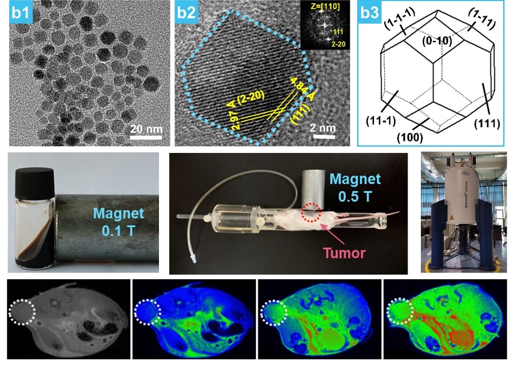 Magnetosomes have the same crystal morphology and magnetic properties as natural magnetosomes, can effectively respond to external magnetic field and achieve targeted enrichment and efficient penetration of tumor tissues