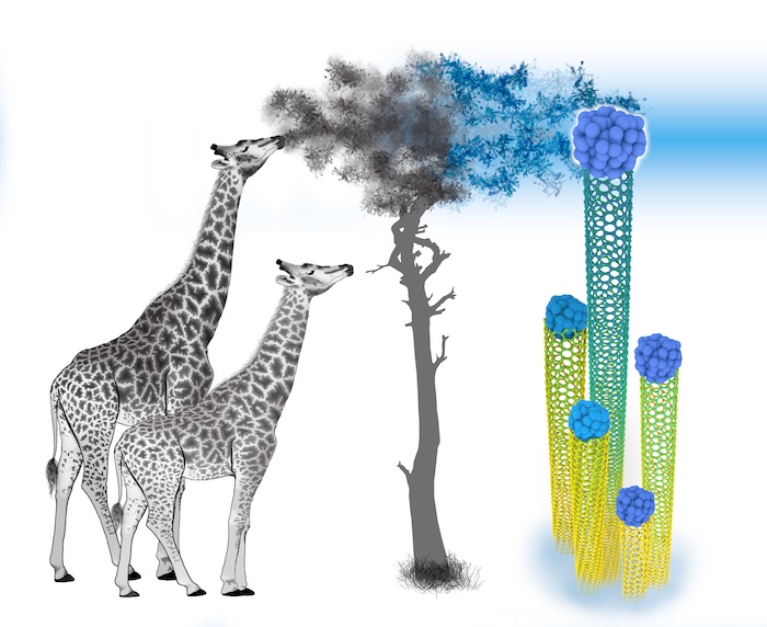 Like a giraffe stretching for leaves on a tall tree, carbon nanotubes reach for food as they grow