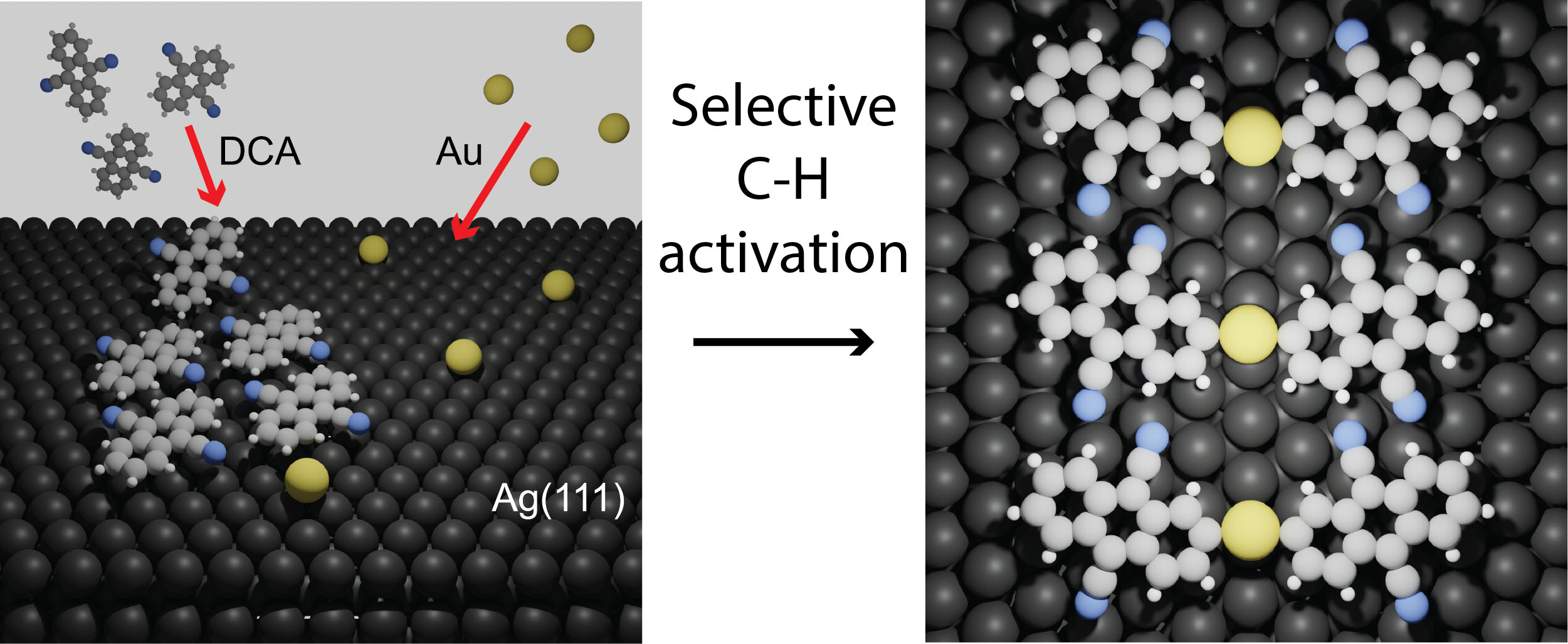 Organic (DCA) molecules combine with gold atoms (Au) on a silver surface, (Ag)