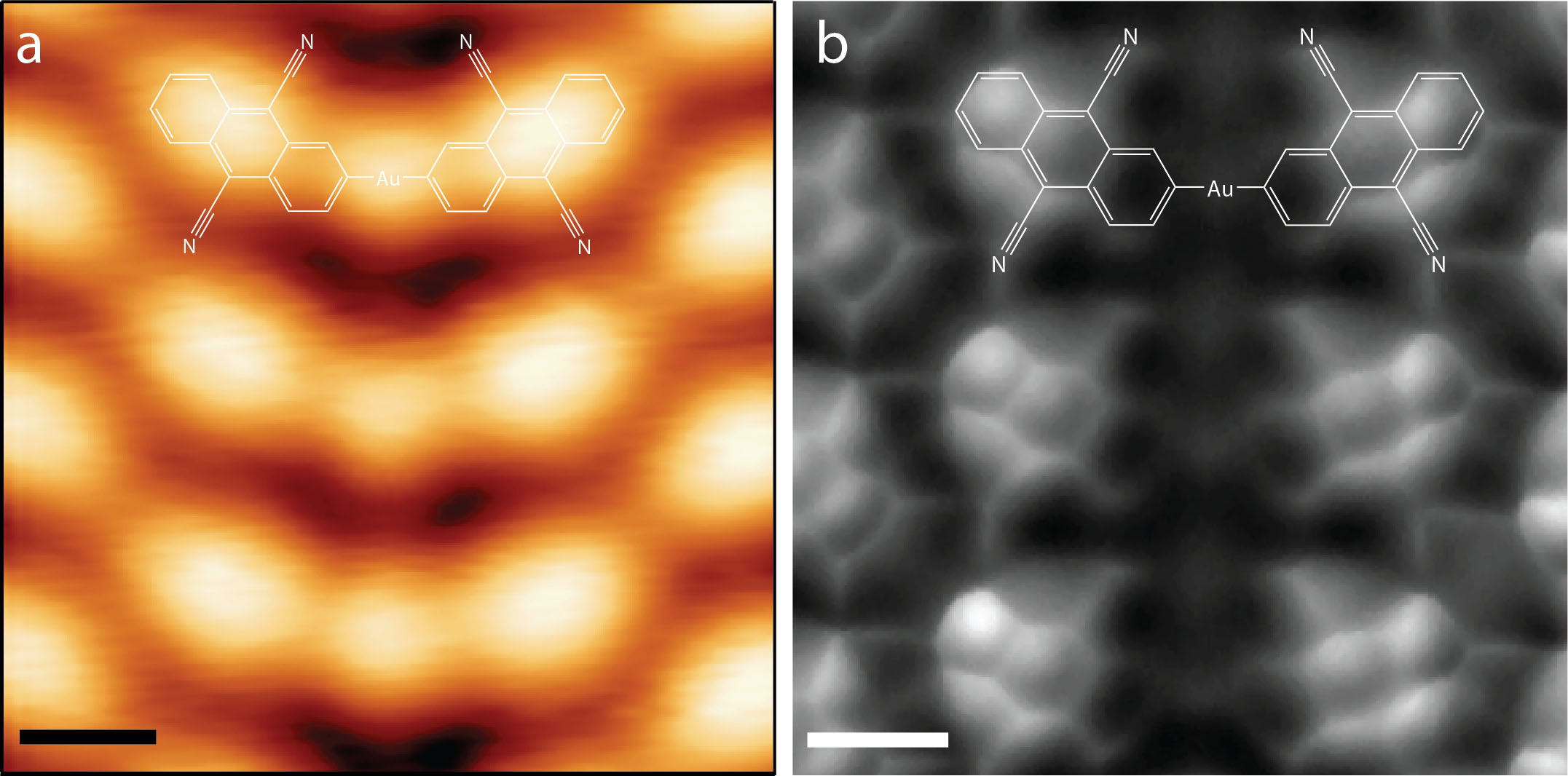 Scanning tunnelling microscopy (a) and non-contact atomic force microscopy (b) at Monash University of bonded DCA molecules and Au atoms allow direct observation of the chemical structure with covalent C-Au bonds