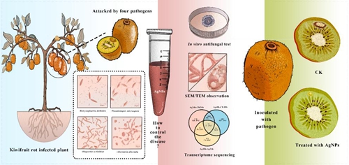 The antifungal activity and mechanism of silver nanoparticles against four pathogens causing kiwifruit post-harvest rot