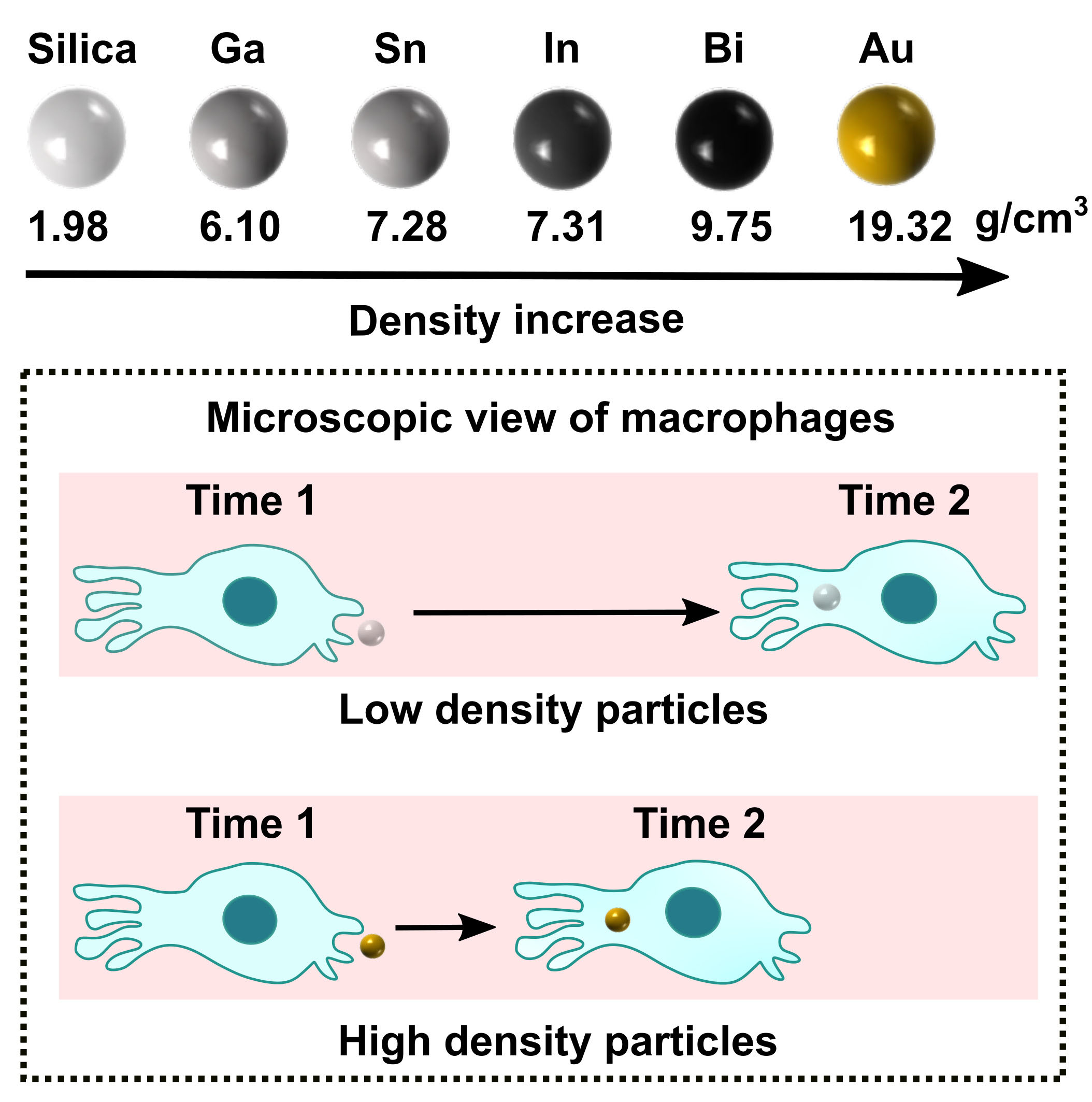 Mechanistic observation of interactions between macrophages and inorganic particles with different densities